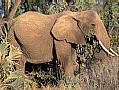 elephantphoto.jpg (6533 bytes)