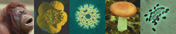 fiveking.gif (59892 bytes)