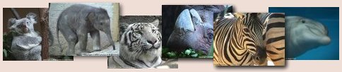 animals.jpg (16792 bytes)