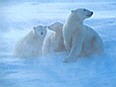 polar.jpg (2701 bytes)